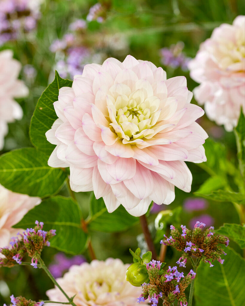 Dahlia Dekorativ Silver Years 1-pack